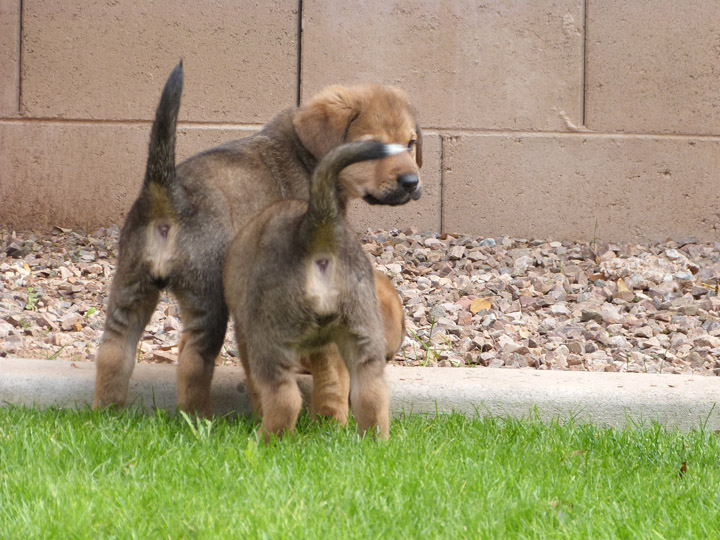 chinook dog